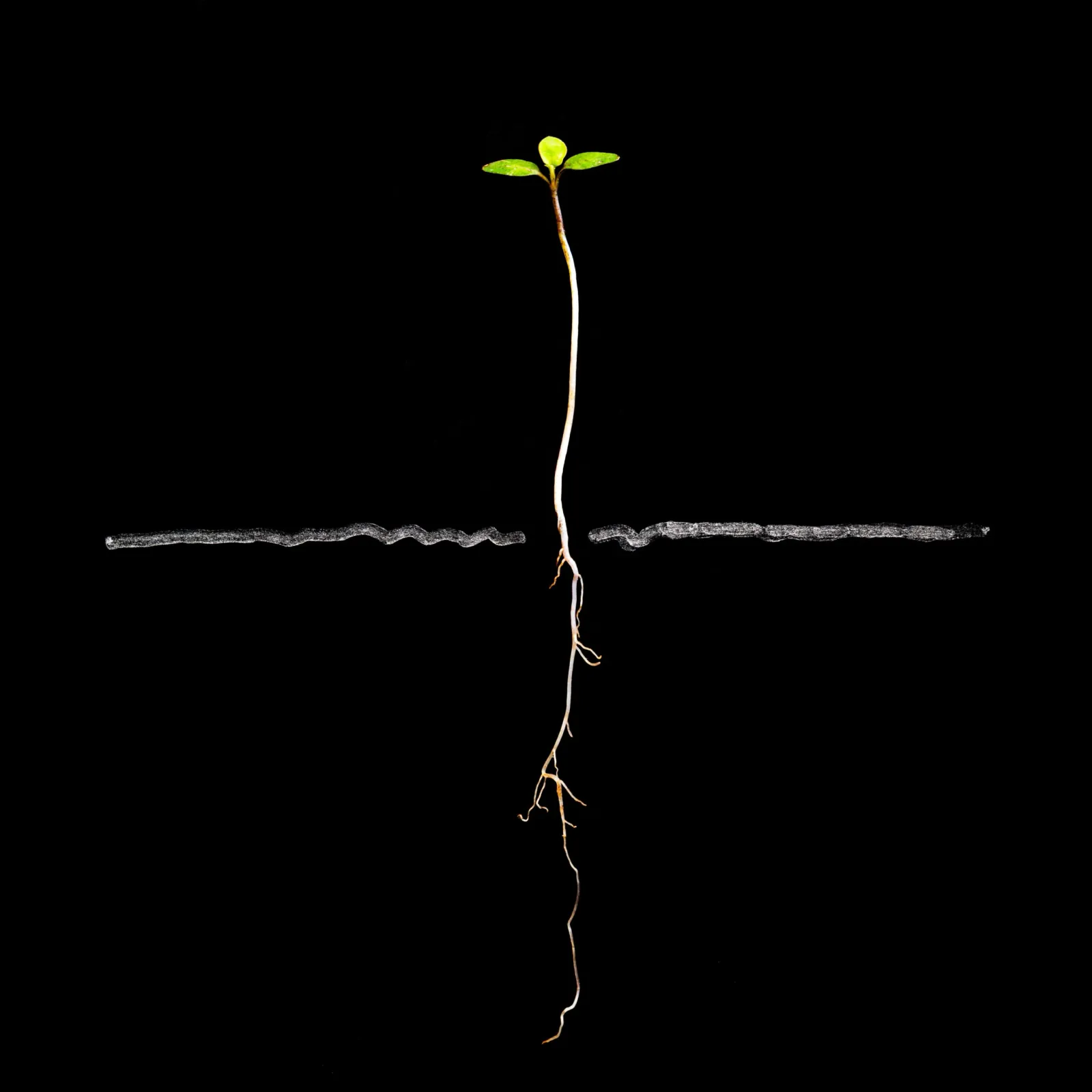 Growth mindset illustration showing brain developing new neural connections